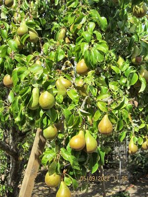 Pear tree- click for photo gallery